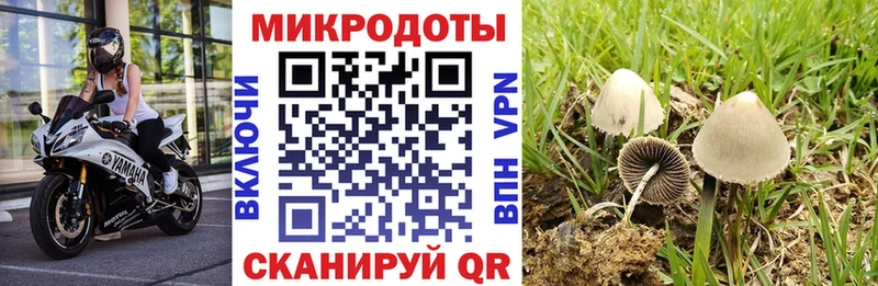 Псилоцибиновые грибы Psilocybe  Адыгейск 